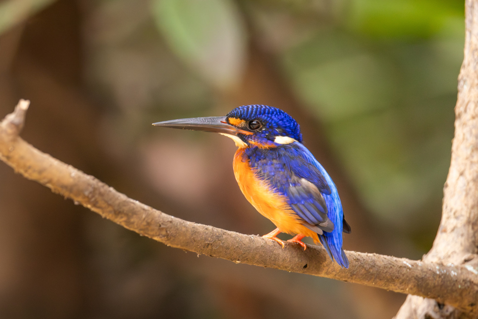 image Blue-eared Kingfisher